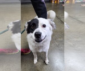 Border-Aussie Dogs for adoption in Fairfield, IL, USA