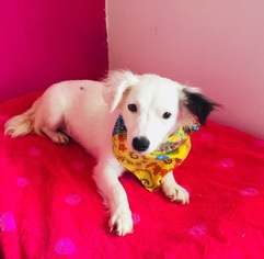 Jack Russell Terrier-Papillon Mix Dogs for adoption in San Diego, CA, USA