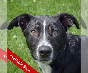 Border Collie-Unknown Mix Dogs for adoption in Huntley, IL, USA