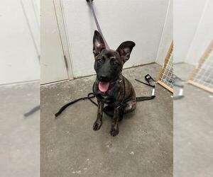 - Mix Dogs for adoption in Rosenberg, TX, USA