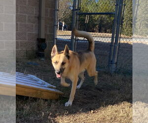 Mutt Dogs for adoption in Glen Allen, VA, USA