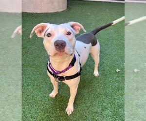 American Pit Bull Terrier Dogs for adoption in San Francisco, CA, USA