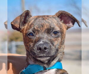 Chipin Dogs for adoption in Huntley, IL, USA