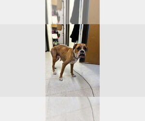 Boxer Dogs for adoption in Austin, TX, USA