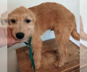 Parson Russell Terrier-Unknown Mix Dogs for adoption in Bonifay, MO, USA