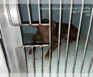 American Pit Bull Terrier-Unknown Mix Dogs for adoption in Ocala, FL, USA