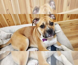 Bull-Boxer Dogs for adoption in Crystal, MN, USA