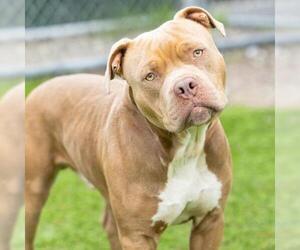 American Pit Bull Terrier-Unknown Mix Dogs for adoption in Camarillo, CA, USA