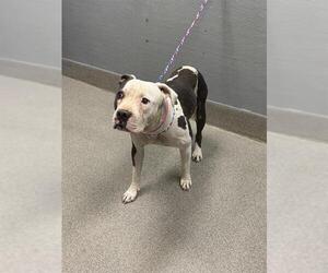Mutt Dogs for adoption in Las Vegas, NV, USA