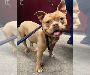 Bulldog Dogs for adoption in Downey, CA, USA