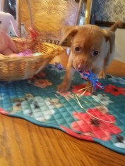 Chiweenie Dogs for adoption in Columbus, IN, USA