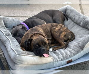 Boxer Dogs for adoption in Katy, TX, USA