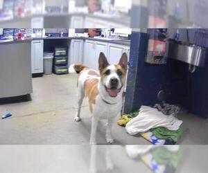 Akita Dogs for adoption in Charlotte, NC, USA