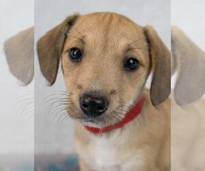 Dachshund-Labrador Retriever Mix Dogs for adoption in Kennesaw, GA, USA