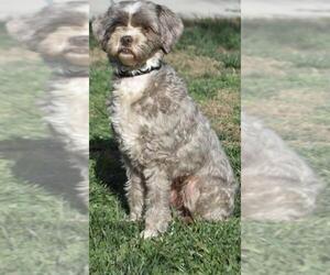 Lhasa-Poo Dogs for adoption in Palo Alto, CA, USA