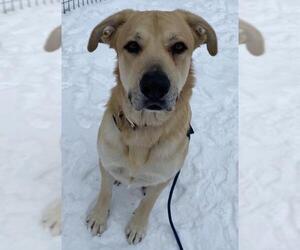 Mastiff Dogs for adoption in Park Falls, WI, USA