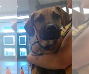 Black Mouth Cur Dogs for adoption in Oklahoma City, OK, USA