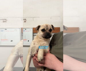Pug-Unknown Mix Dogs for adoption in Chico, CA, USA