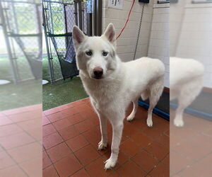 Siberian Husky Dogs for adoption in Camarillo, CA, USA