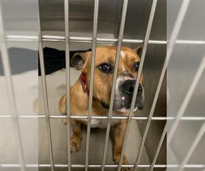 Bull-Boxer Dogs for adoption in Fort Lauderdale, FL, USA