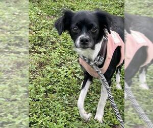 Chihuahua-Unknown Mix Dogs for adoption in Fort Lauderdale, FL, USA