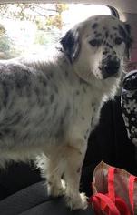 Small English Setter-Great Pyrenees Mix