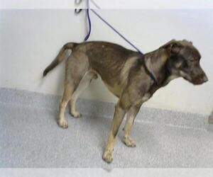 German Shepherd Dog-Unknown Mix Dogs for adoption in Pasadena, TX, USA