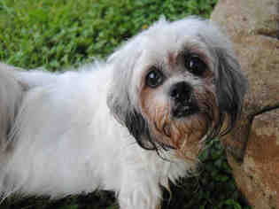 Shih Tzu Dogs for adoption in Ocala, FL, USA