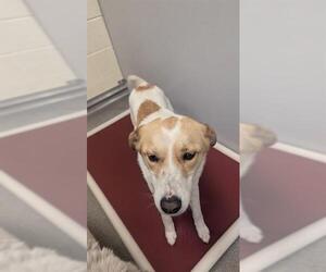 Mutt Dogs for adoption in West Valley, UT, USA