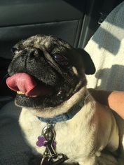 Pug Dogs for adoption in Mission viejo, CA, USA