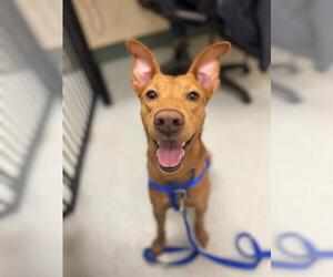 Basenji-Pharaoh Hound Mix Dogs for adoption in Boston, MA, USA