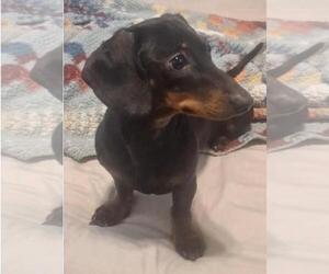 Dachshund Dogs for adoption in Los Angeles, CA, USA