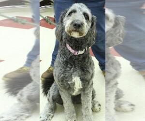 Bernedoodle Dogs for adoption in Waynesboro, PA, USA