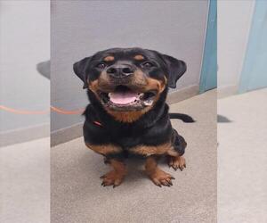 Rottweiler-Unknown Mix Dogs for adoption in Las Vegas, NV, USA