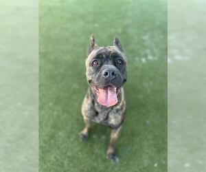 Mutt Dogs for adoption in Chula Vista, CA, USA