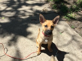 Medium Photo #1 German Shepherd Dog-Unknown Mix Puppy For Sale in Plymouth, MN, USA