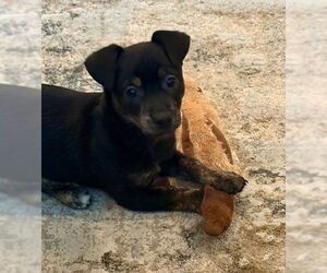 Mutt Dogs for adoption in Plainfield, IL, USA