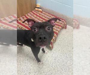 American Pit Bull Terrier Dogs for adoption in Brighton, CO, USA