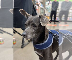 Rat Terrier-Unknown Mix Dogs for adoption in White Bluff, TN, USA