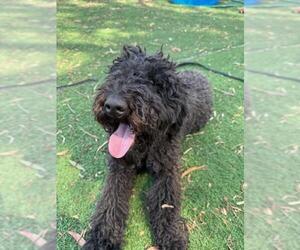 Poodle (Standard) Dogs for adoption in Fremont, CA, USA