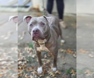American Staffordshire Terrier-Unknown Mix Dogs for adoption in Brewster, NY, USA