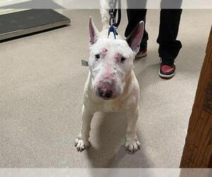 Bull Terrier Dogs for adoption in Pasadena, CA, USA