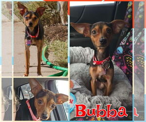 Miniature Pinscher-Unknown Mix Dogs for adoption in New London, WI, USA