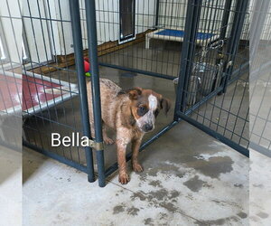 Mutt Dogs for adoption in Stover, MO, USA