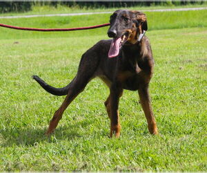 Doberman Pinscher-German Shepherd Dog Mix Dogs for adoption in Holly Hill, SC, USA