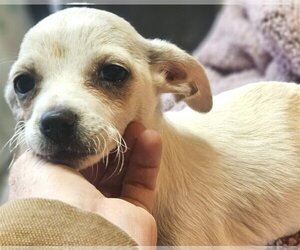 Medium Photo #1 ShiChi Puppy For Sale in Wakefield, RI, USA