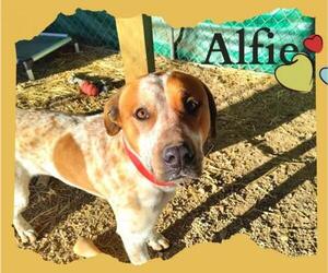 English Coonhound-Unknown Mix Dogs for adoption in Stover, MO, USA
