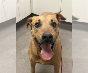 Black Mouth Cur-Unknown Mix Dogs for adoption in HESPERIA, CA, USA