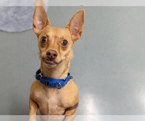 Chihuahua Dogs for adoption in Denver, CO, USA