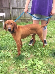 Redbone Coonhound Dogs for adoption in Batavia, OH, USA